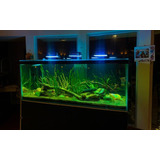 Iluminador Acuario 50w Plantados 6000lm