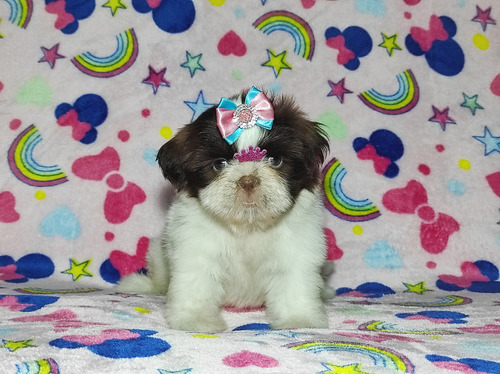 Shihtzu Fêmea 