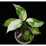 Aglaonema Modestum Variegada (planta Exotica)