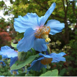 Papoula Azul Flor Meconopsis Baileyi Sementes P/muda E Vasos