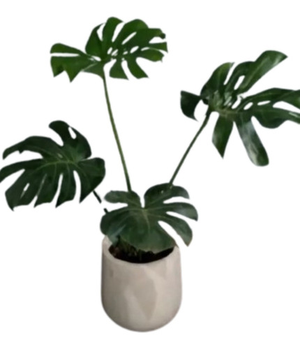 Monstera Deliciosa + Maceta Misionera / Plantas De Interior 