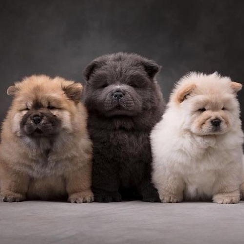 Chow Chow Filhotes 