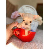 Chihuahua Cabeza De Manzana