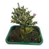 1 Planta Árvore Bonsai Serissa Variegata Flor Rosa Chinesa