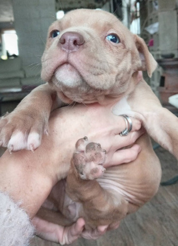 Cachorro Pitbull Atigrado Azul