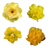 Rosa Do Deserto Kit 20 Sementes Amarelas Raras