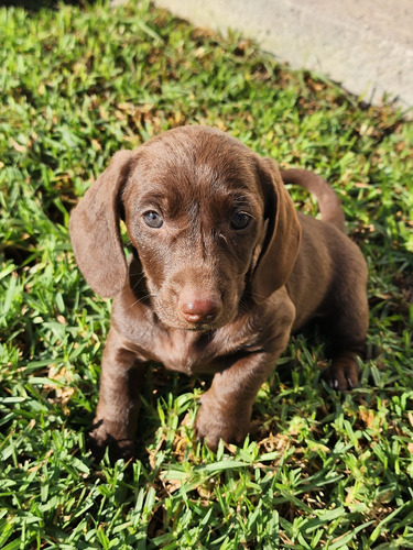 Dachshund Arlequín 