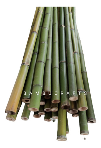 40 Varas De Bambú Natural Verde Cerca 150 Cm / 2-3 Cm Grosor