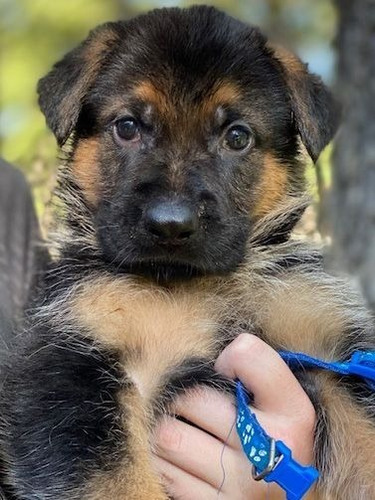 Cachorros Pastor Aleman Pelo Largo Peludito Perros Pet Puppy