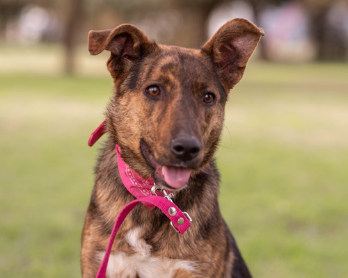 Preciosa Perra Joven En Adopción Responsable Gratis 