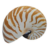 Nautilus Concha De Caracol 