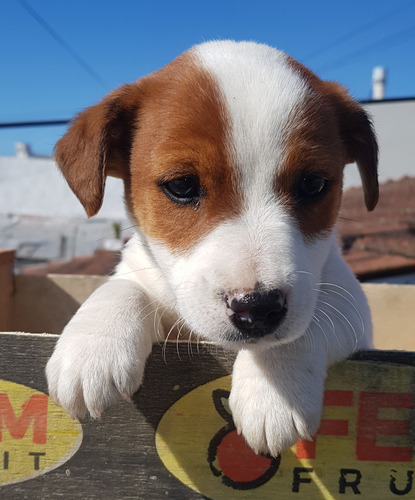 Jack Russell Terrier Cachorros, Pelaje Corto