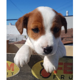 Jack Russell Terrier Cachorros, Pelaje Corto