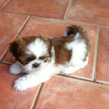 Cachorros Shih Tzu Perros Shitzu En Venta Tumaco Pets Dogs