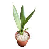 Sansevieria Moonshine (lengua Suegra Gris-verdoso). 