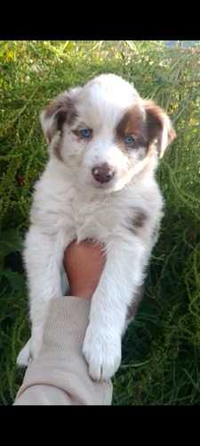 Border Collie Con Pedigree