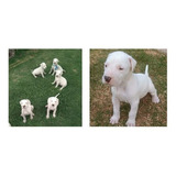 Cachorros Dogo Argentino