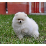 Macho De Lulu Spitz Alemao 