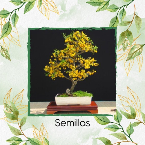 400 Semillas De Bonsái Acacia Amarilla