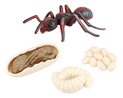 Figura De Crecimiento De Hormigas Modelo De Ciclo De Vida