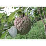 20 Semillas De Ilama Blanca Annona Diversifolia Arbol Frutal