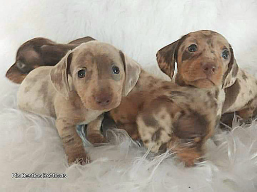 Dachshund Minis Machos