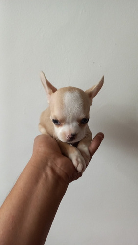 Chihuahua Cachorro 