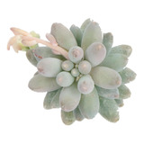 Suculenta Pachyphytum Rzedowskii - Novidade Rara Coleção