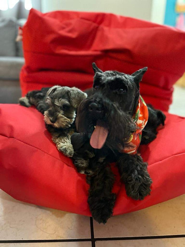 Cachorros Schnauzer Mini 