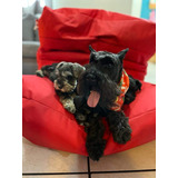 Cachorros Schnauzer Mini