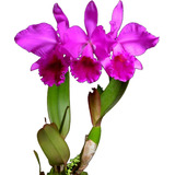 Orquídea Adulta Cattleya Pronta Para Florir