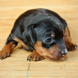 Doberman Lindos Filhotes