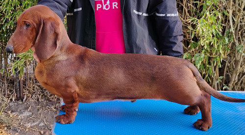 Cachorro Dachshund Salchicha Inscrito