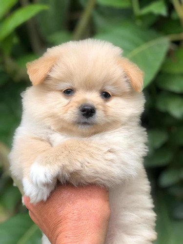 Pomerania Lulu (perros De Raza)