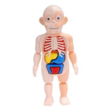 C Juguete Cuerpo Humano Modelo 3d Órgano Humano