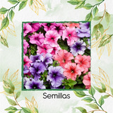 100 Semillas Flor Petunia Mezcla + Obsequio Germinación