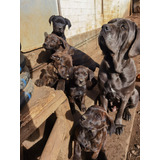 Cachorros Mastín Napolitano Con Rottweiler 6662 8802