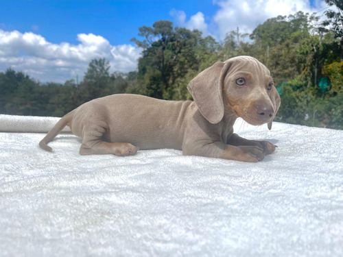 Cachorro Teckel Isabella Bogotá Animal Pets Colombia 