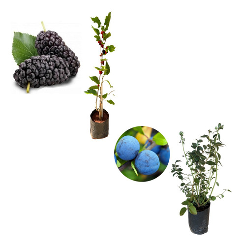 Kit Com 2 Mudas - Mirtilo Blueberry / Amora Italiana Gigante