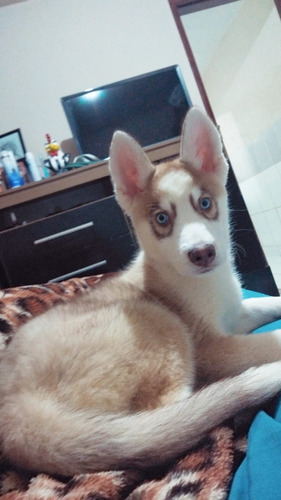 Husky Siberiano Wolly Lindo 