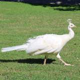 Pavão Branco Casal Aves Ornamentais