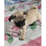 Cachorros Pug Medellín Animal Pets Colombia 