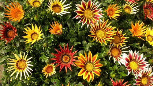  Gazanias X15 Unid Gazoo Y Perenne Naranja M12 Oferta