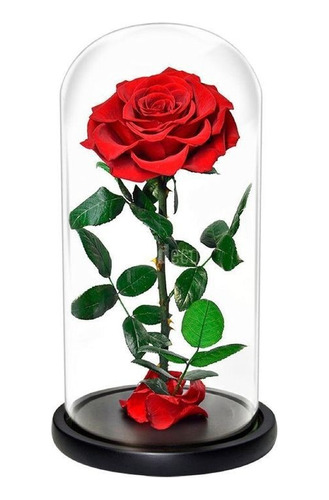 Rosa Eterna | La Rosa De Hebrón | Floristerías En Cali 