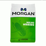 Milho Transgênico Morgan 20a55 1kg - Resistente A Lagarta