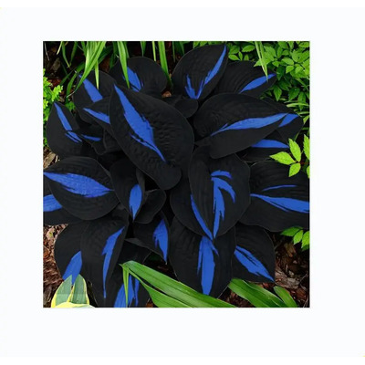 200 Unidades De Hosta Seeds, Plantas Perennes De Sombra (xzm | Envío gratis