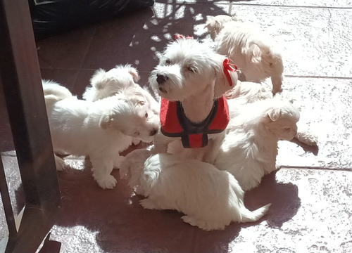 Bichón Maltés Puro Con 2 Meses De Edad.