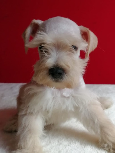 Schnaucer Blanco 