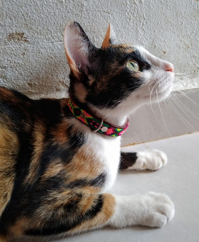 Collar Para Gato O Perro Chico De Piel Con Tejido Artesanal 