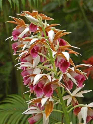 Orquídea Capuz De Freira - Phaius Tankervilleae - Muda